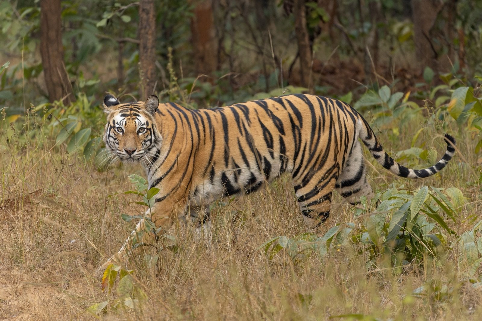 Jim Corbett 1