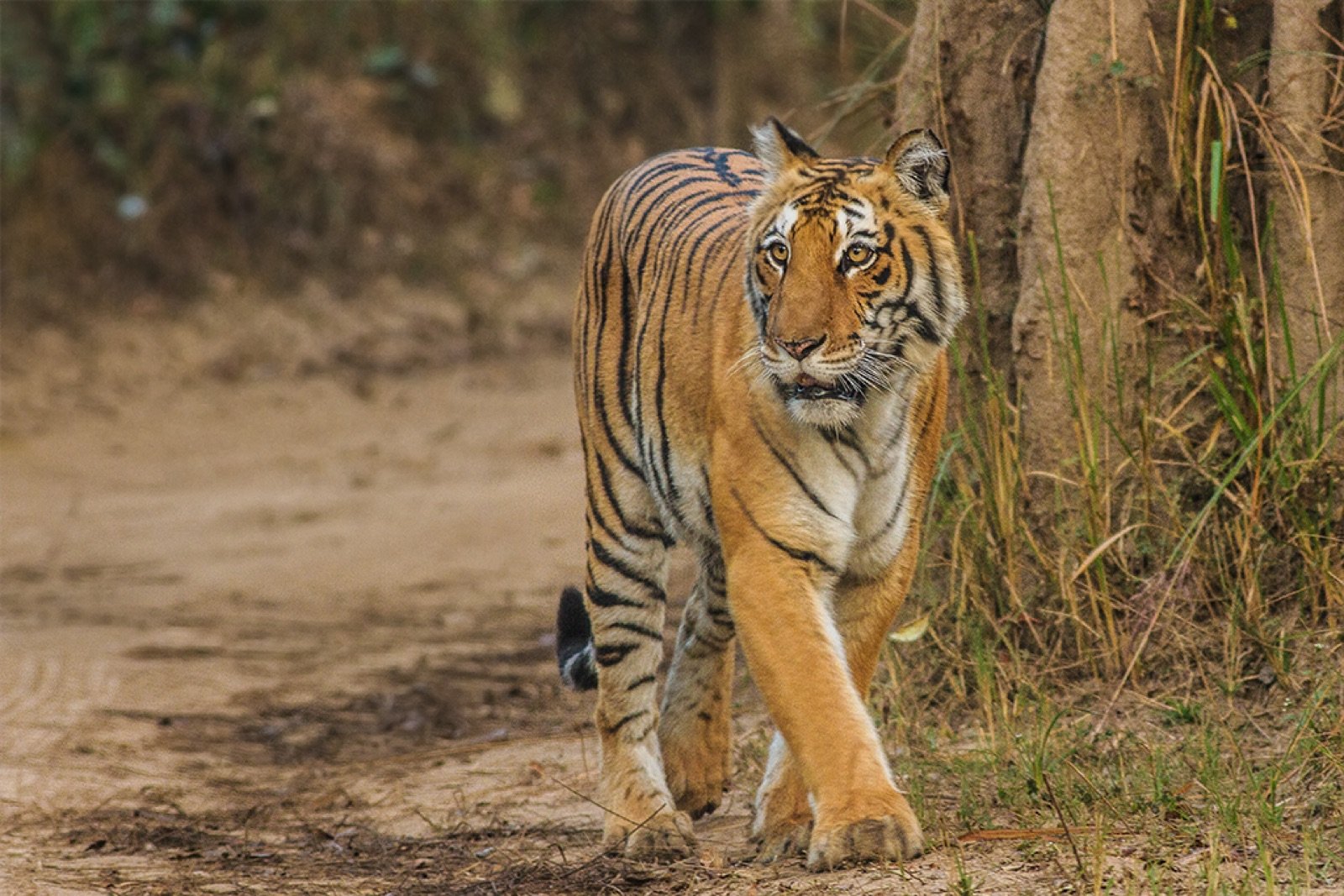 Jim Corbett 4