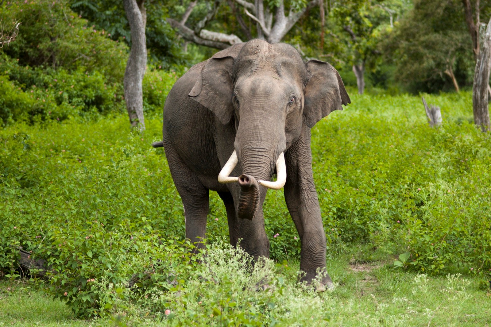 Jim Corbett 3