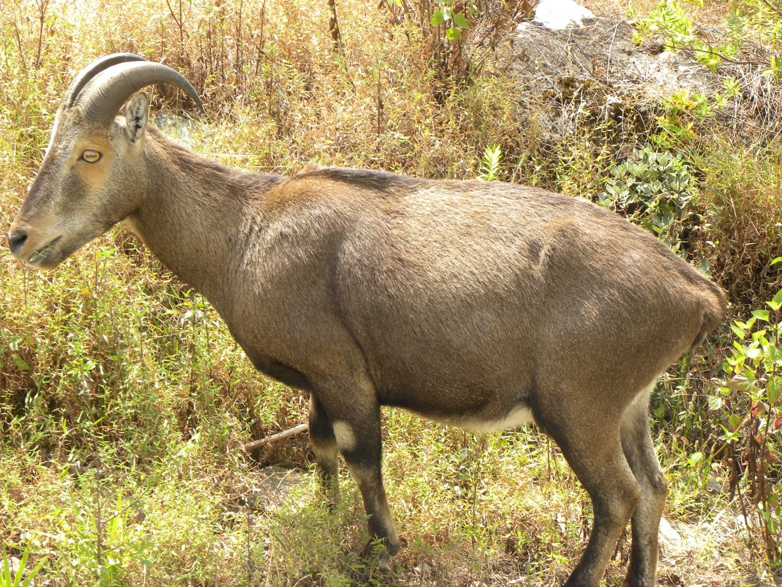 Munnar 3