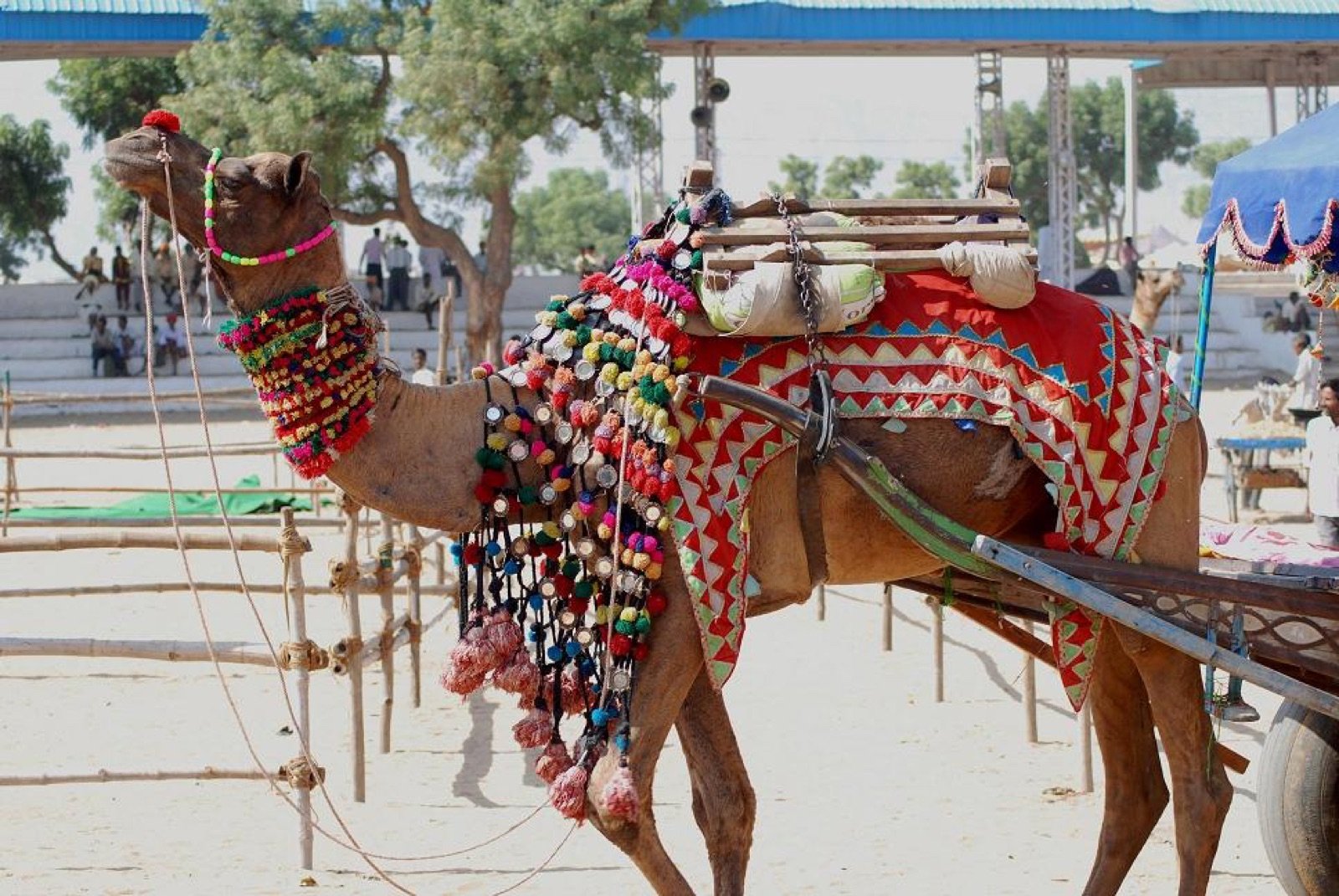 Pushkar 3
